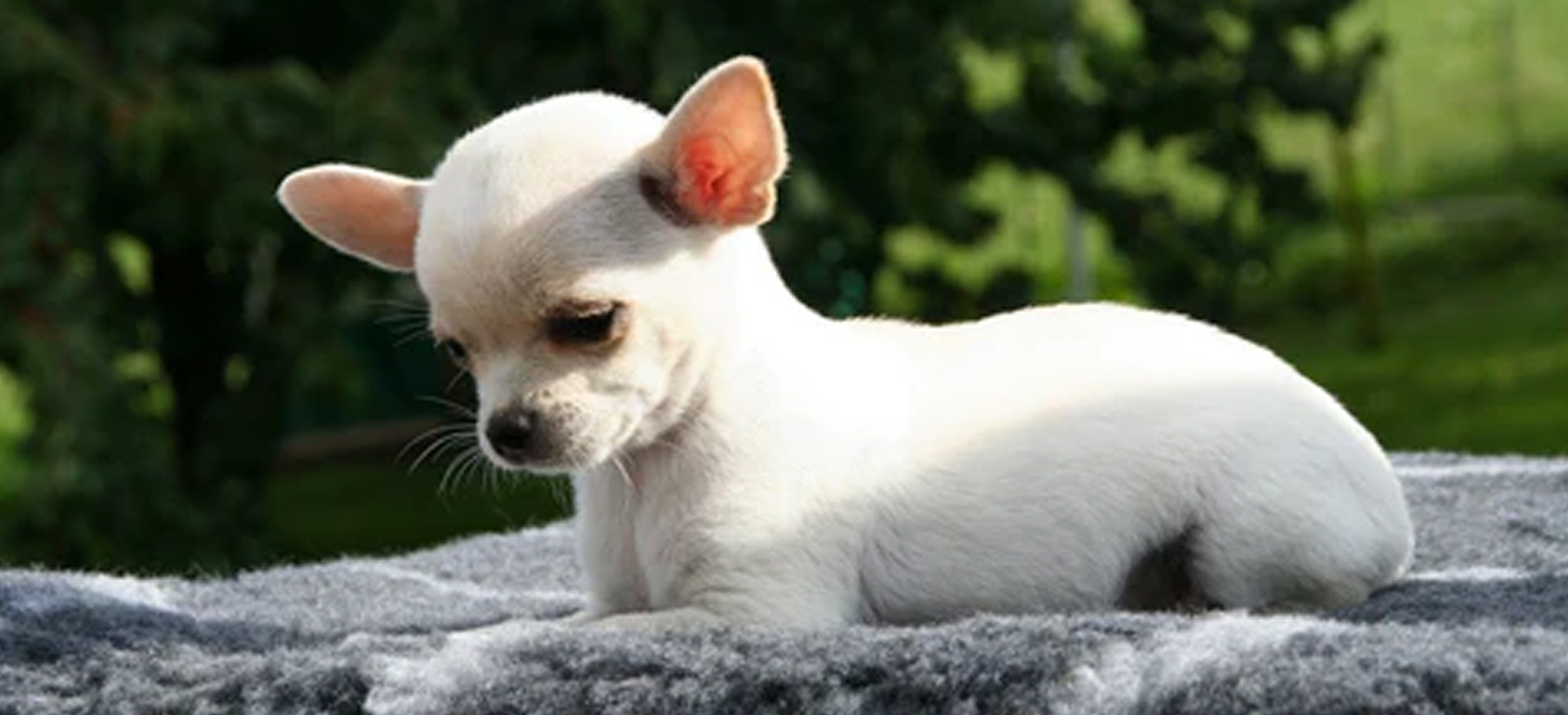chihuahua-2