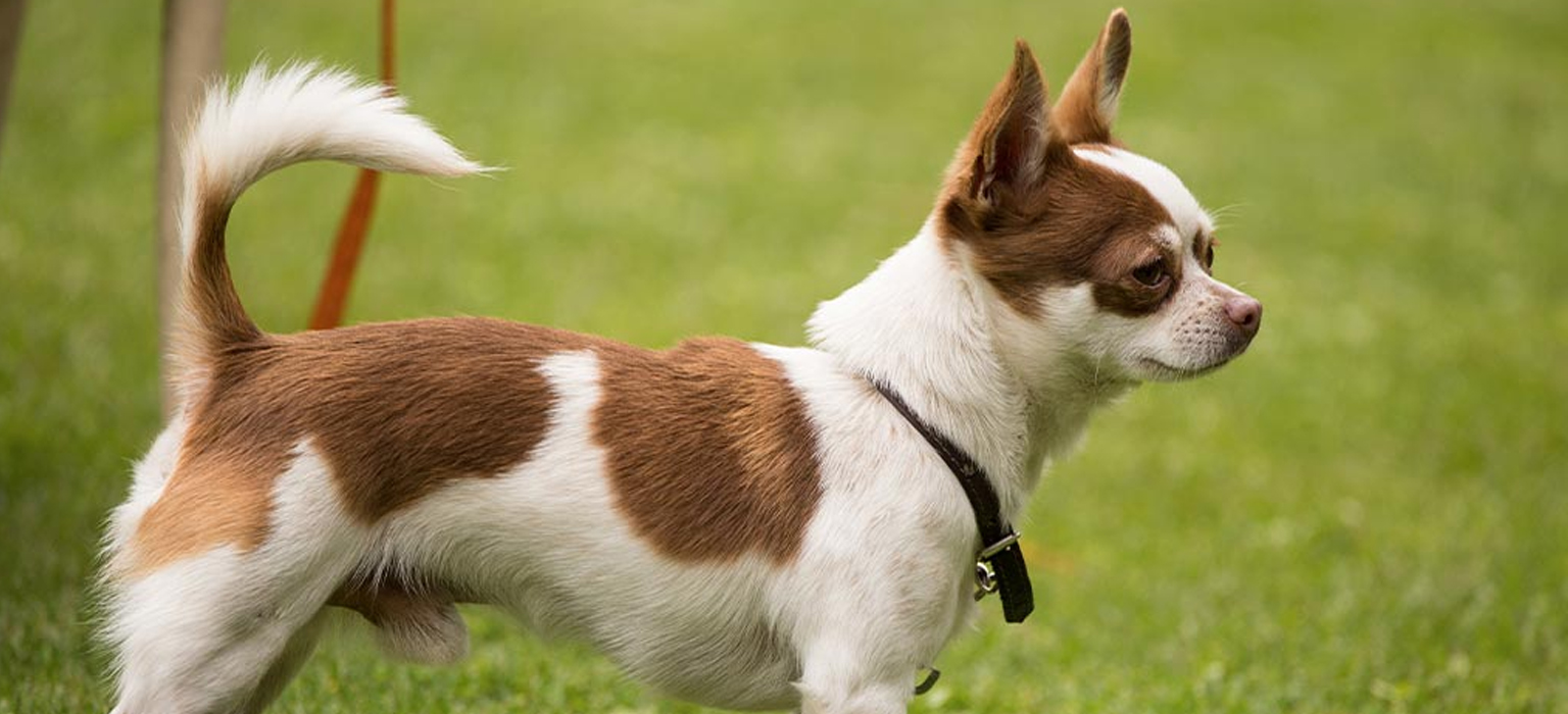 chihuahua-3