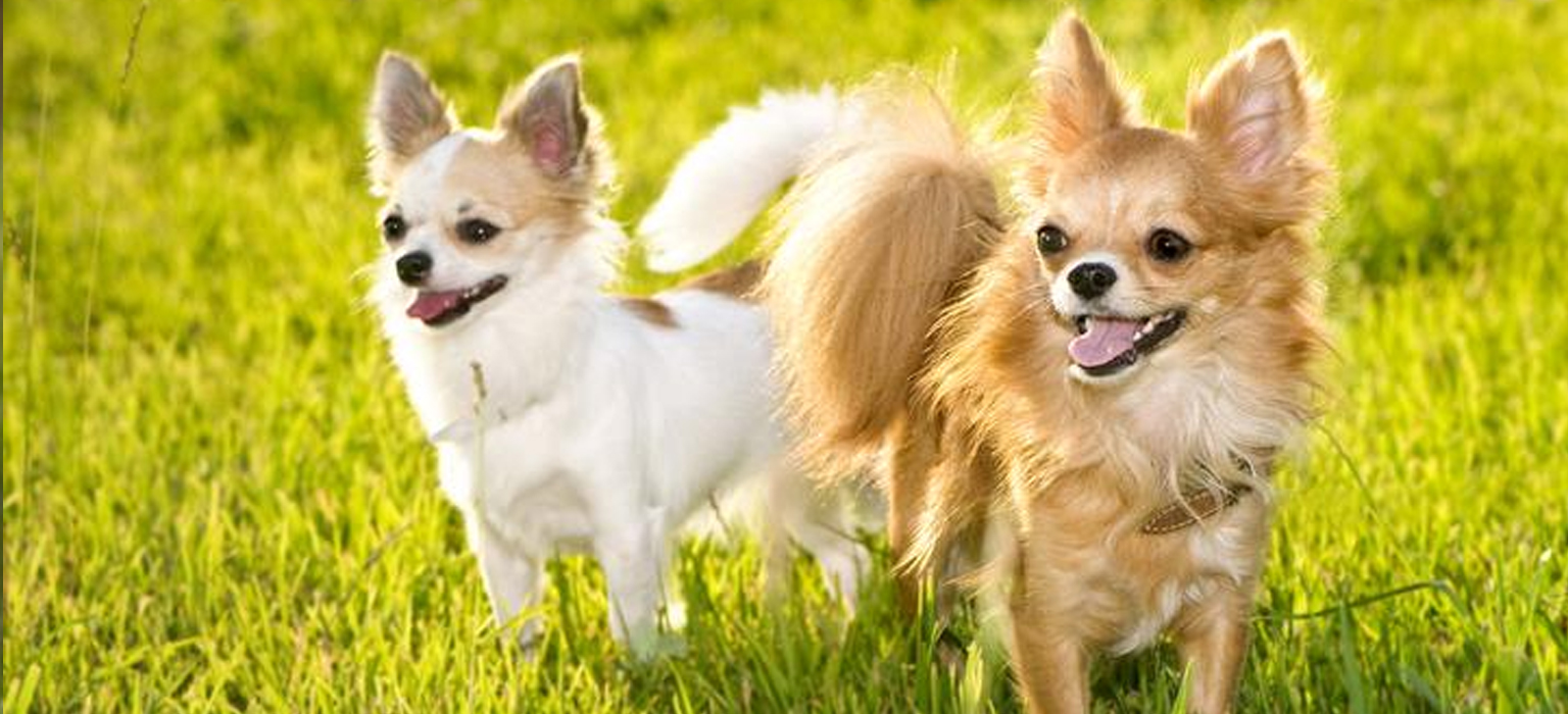 chihuahua-4