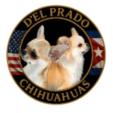 D’EL PRADO CHIHUAHUAS